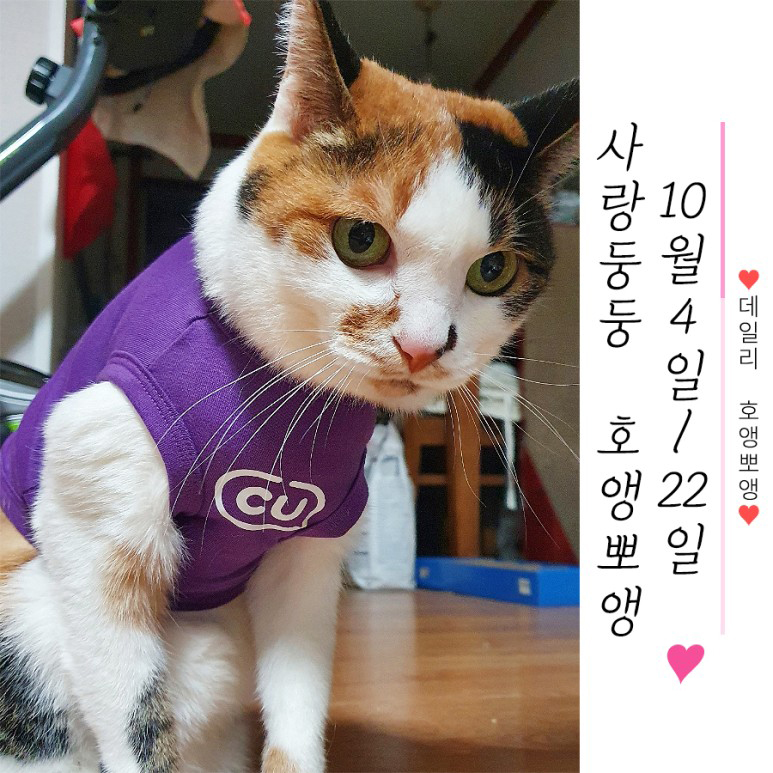 달고나대패 이미지
