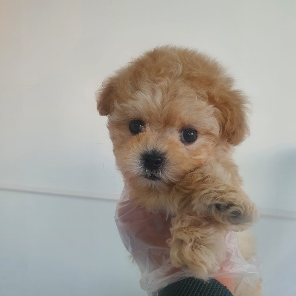 요기요기샵 이미지
