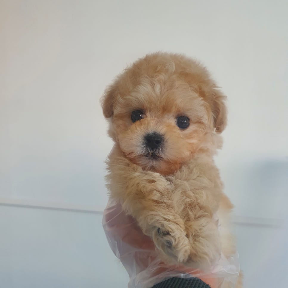 요기요기샵 이미지