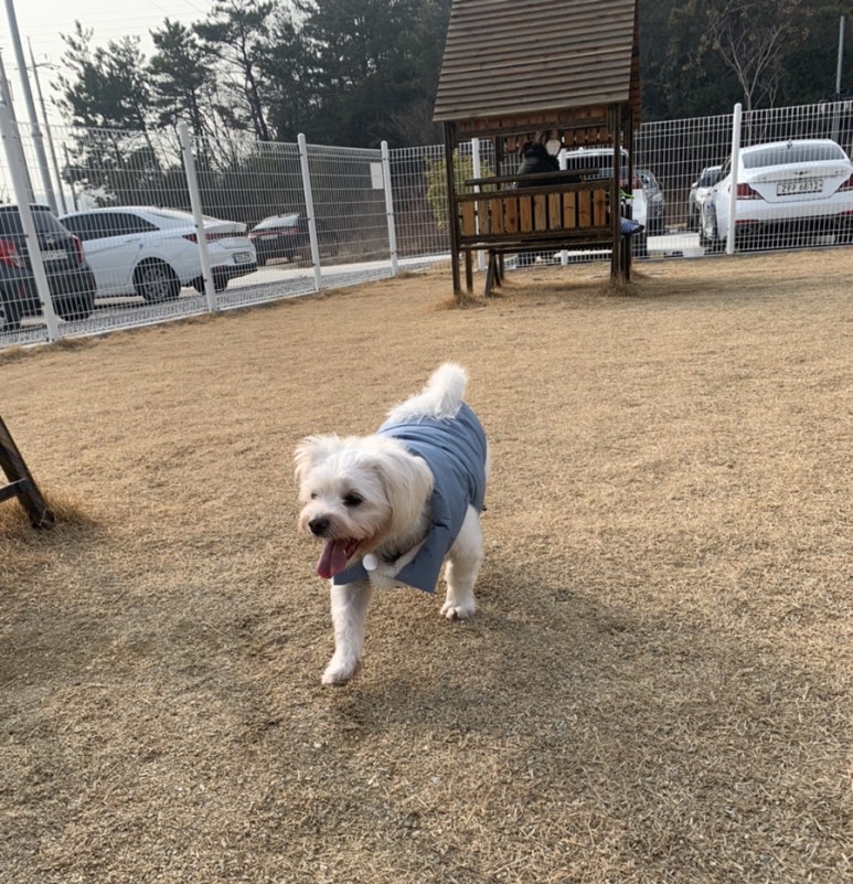 코코독스 이미지