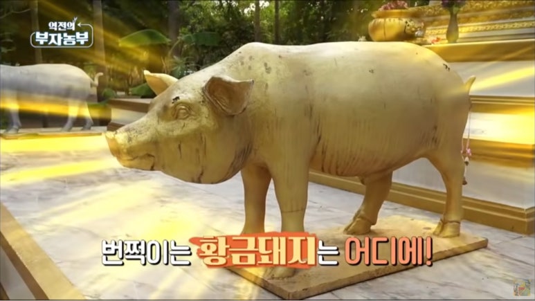 양주골흑돼지 이미지