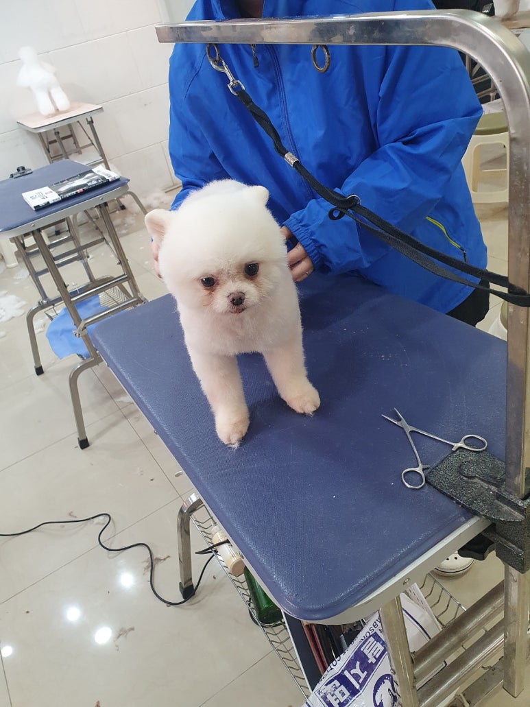 김성균애견미용학원 이미지