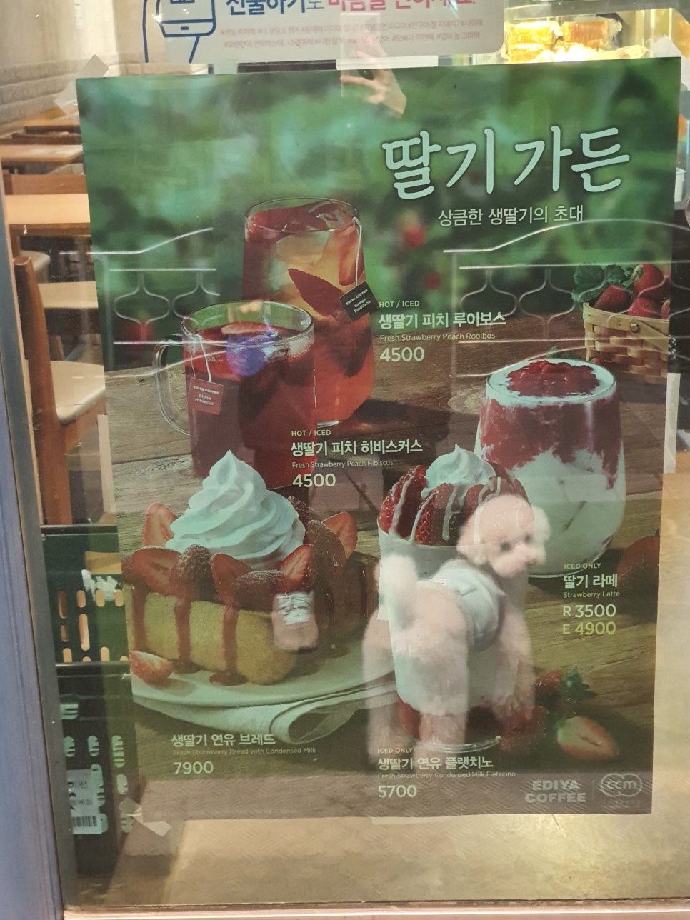 이디야커피중계 이미지