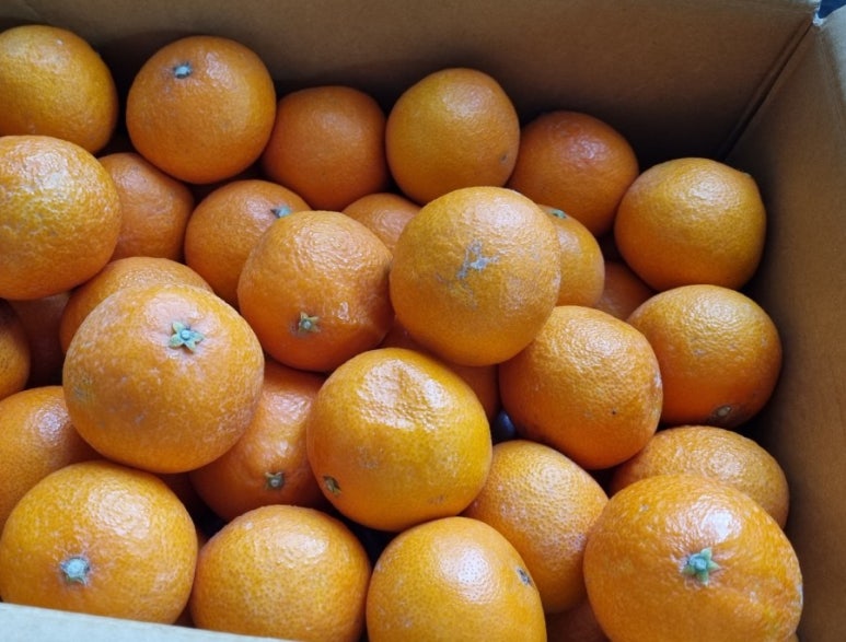 산들꼬마김밥 이미지