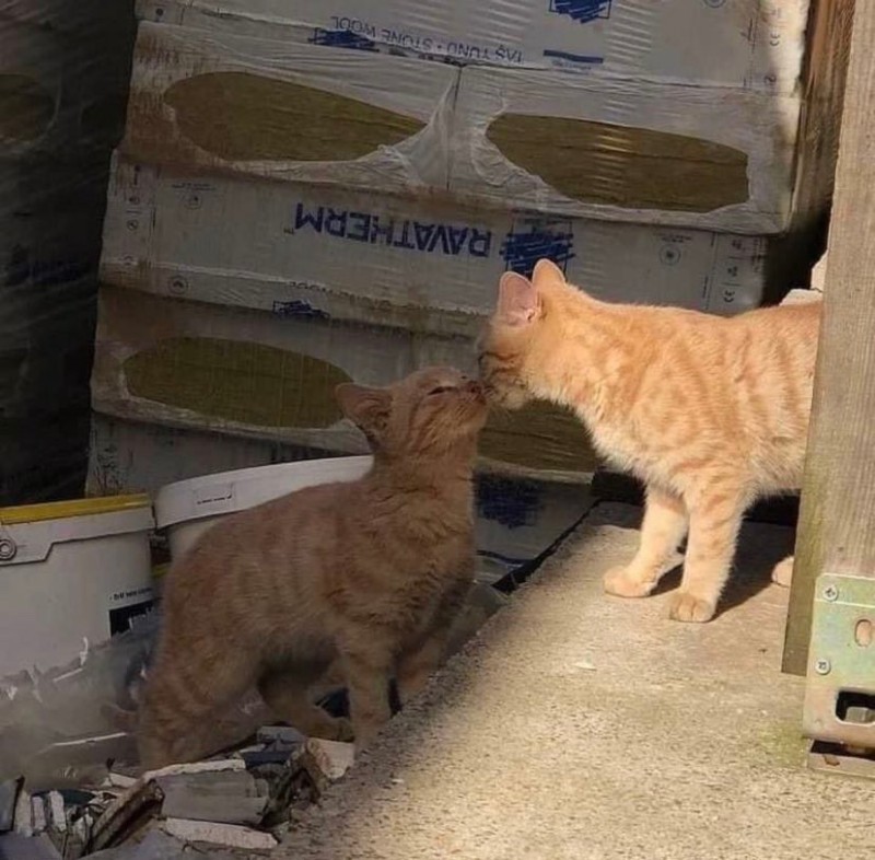 마시따 이미지