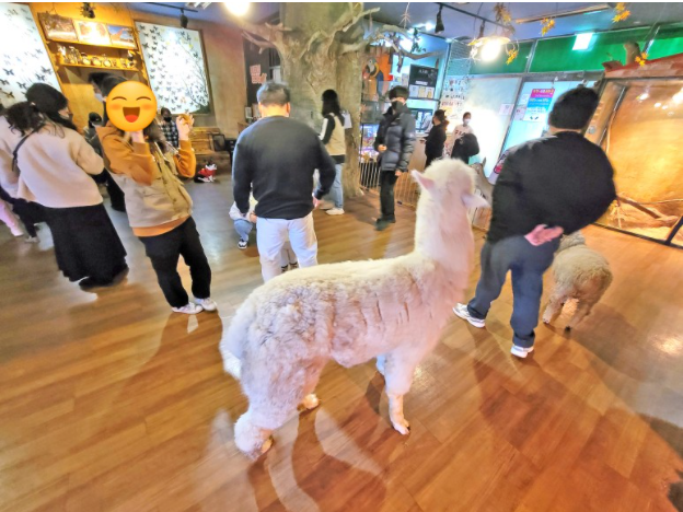 와우카페 이미지
