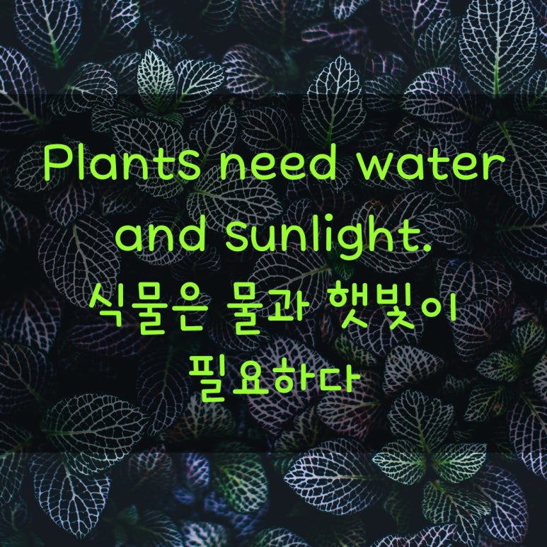 자라다plant 이미지