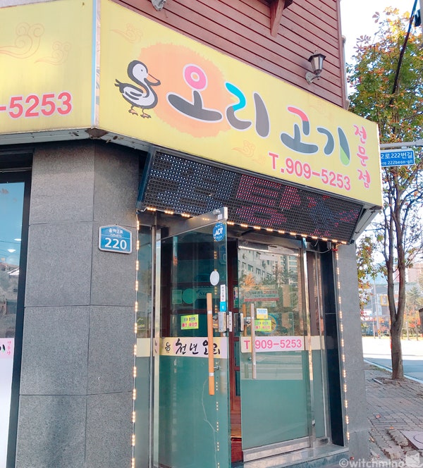 천년오리 이미지
