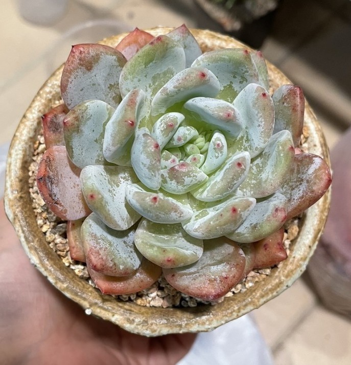 두야네 이미지