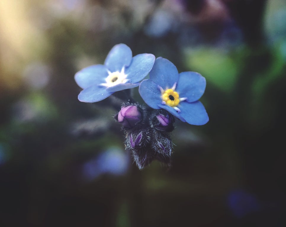 물망초forgetmenot 이미지