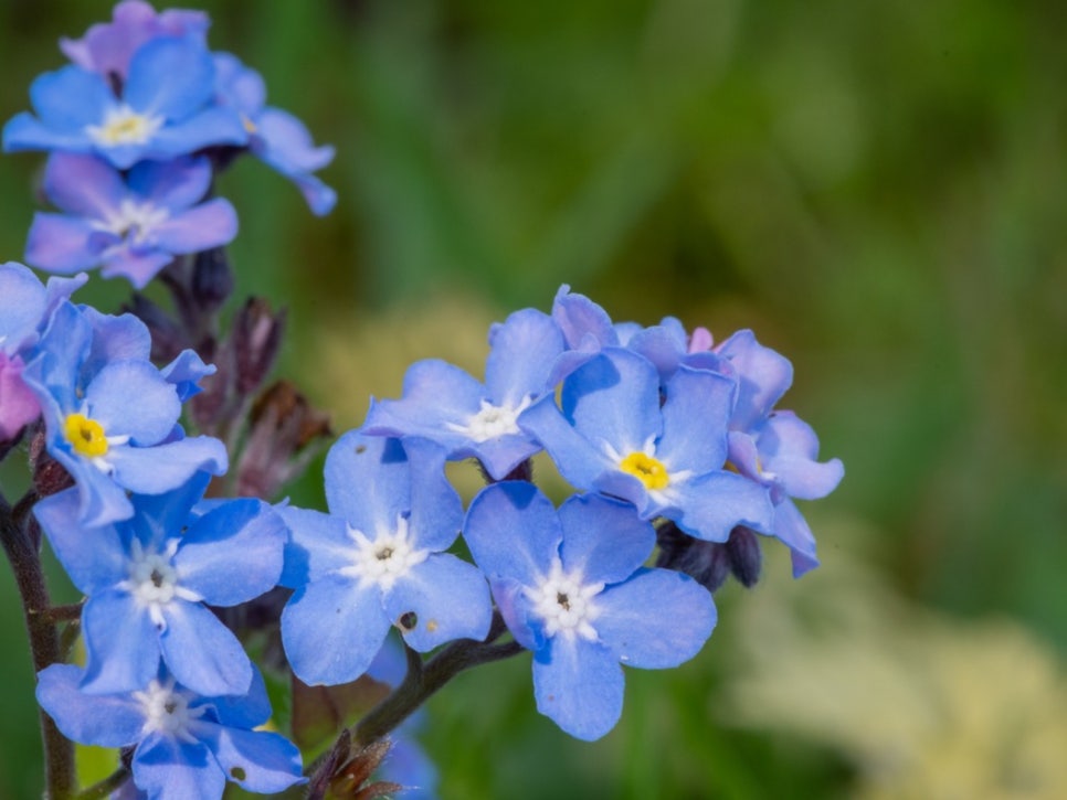 물망초forgetmenot 이미지