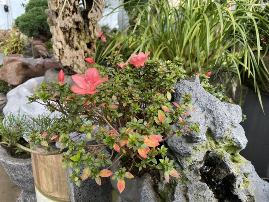 청산화원 이미지