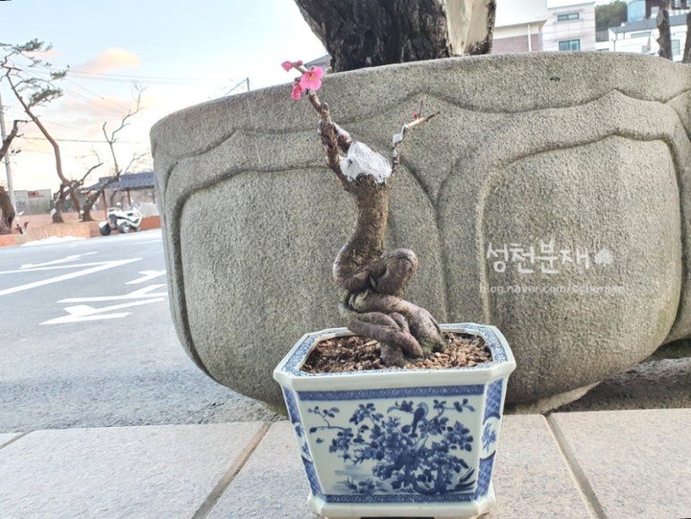 성천분재 이미지