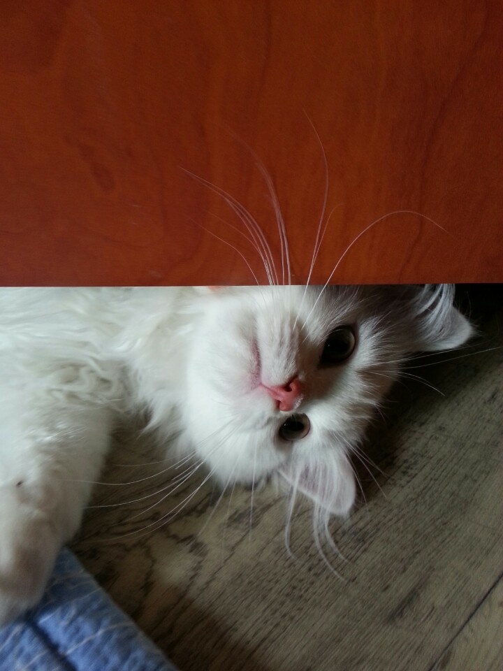 로데오 이미지