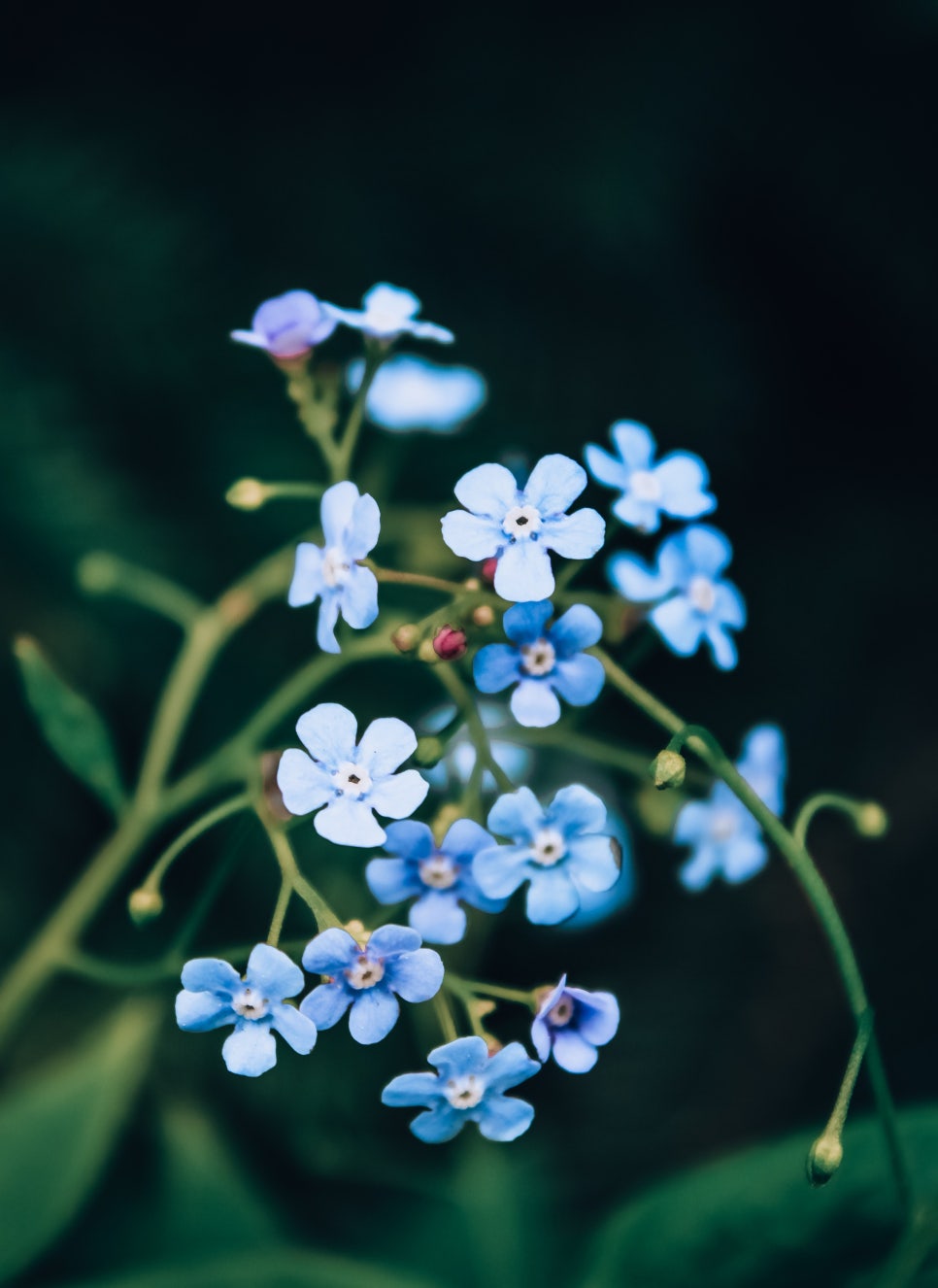 물망초forgetmenot 이미지