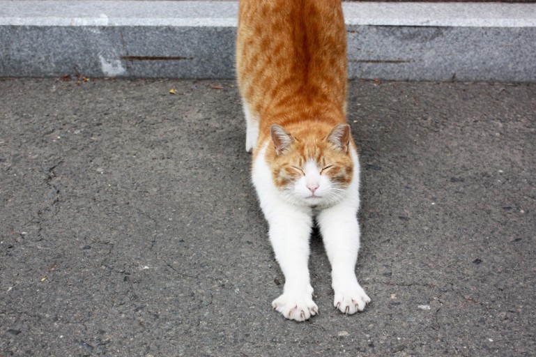 치즈룸 이미지