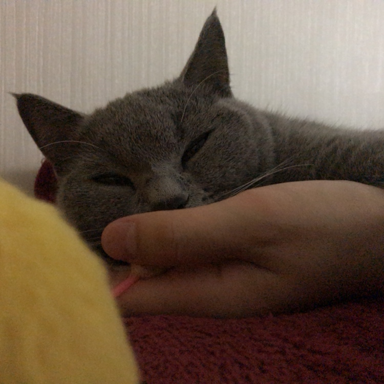 오뎅에 꼬치다 이미지