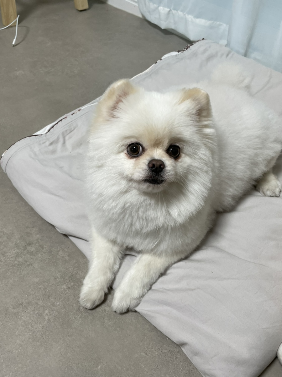 라떼샵 이미지