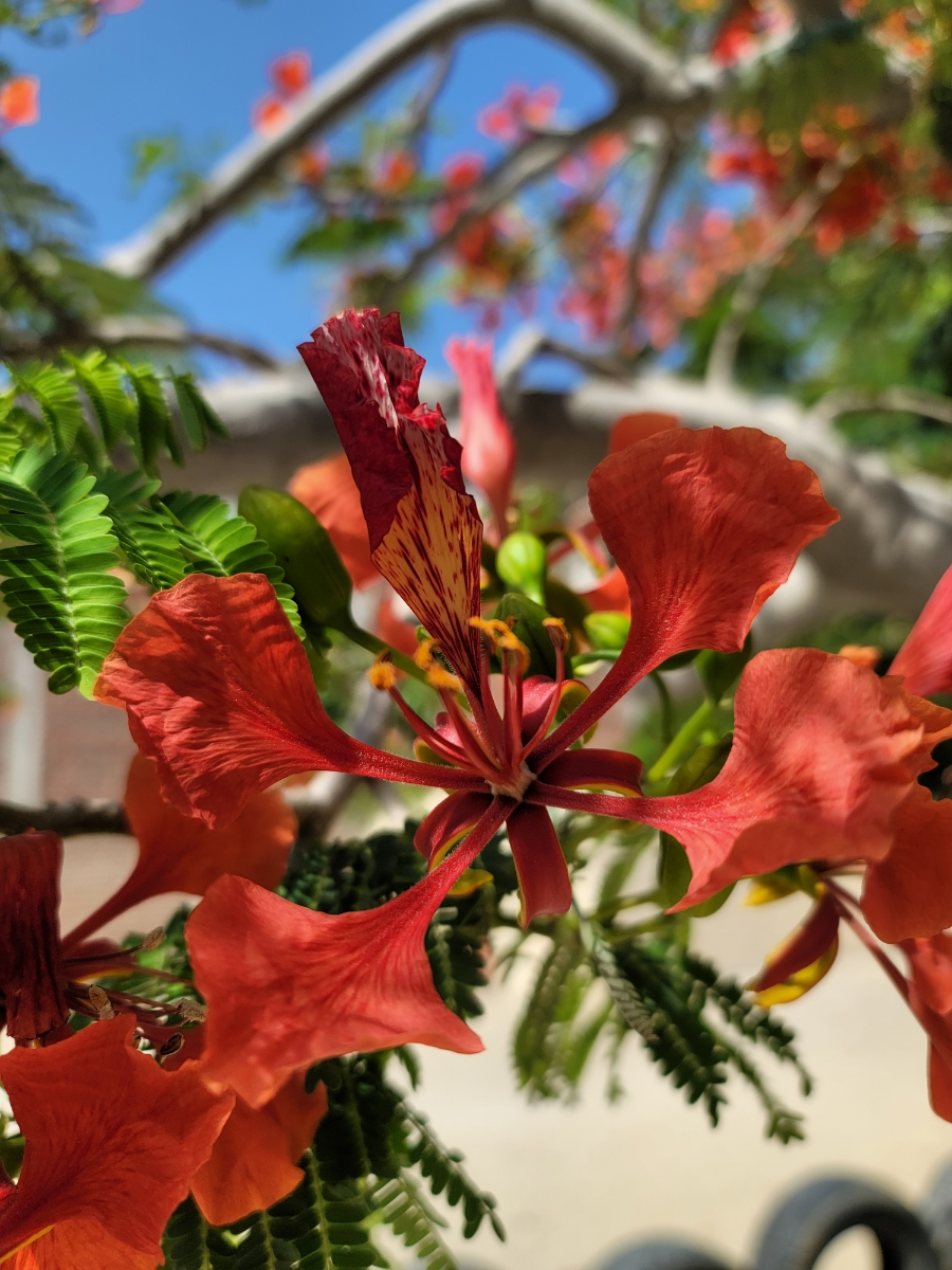 꽃과나무(Flower tree) 이미지