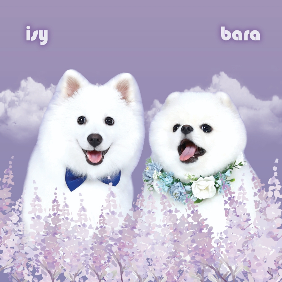 바라스튜디오 이미지