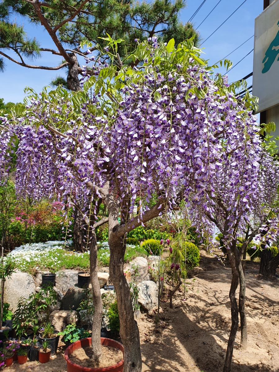 송림조경 이미지