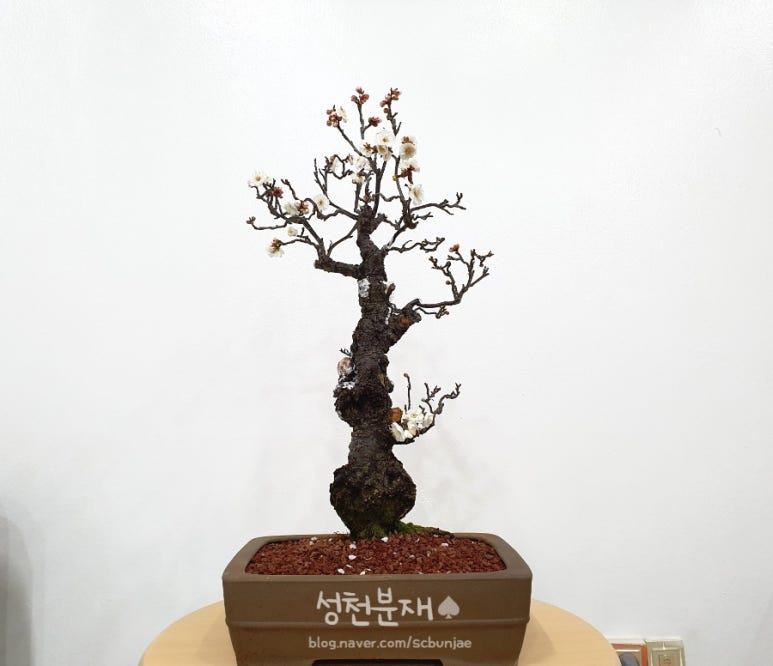 성천분재 이미지