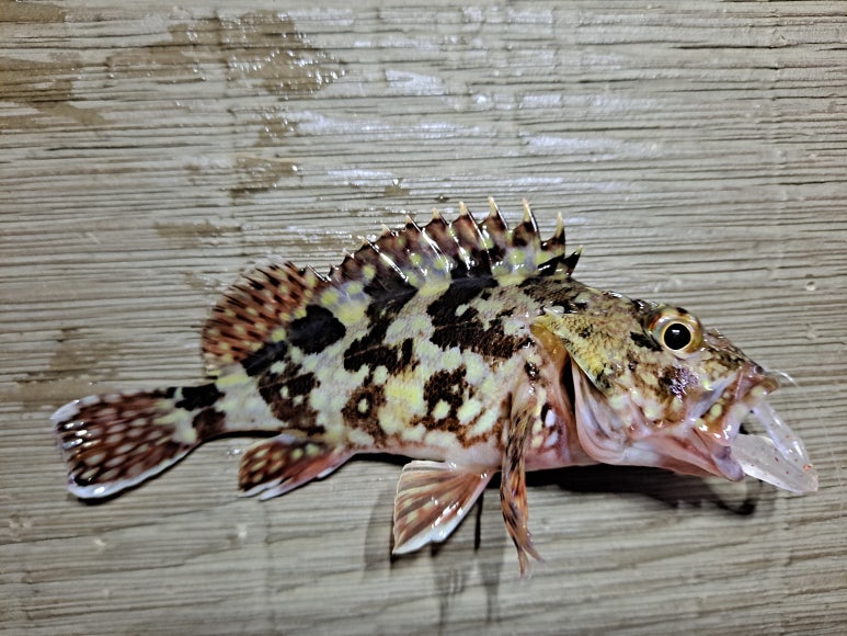 해룡조구 이미지