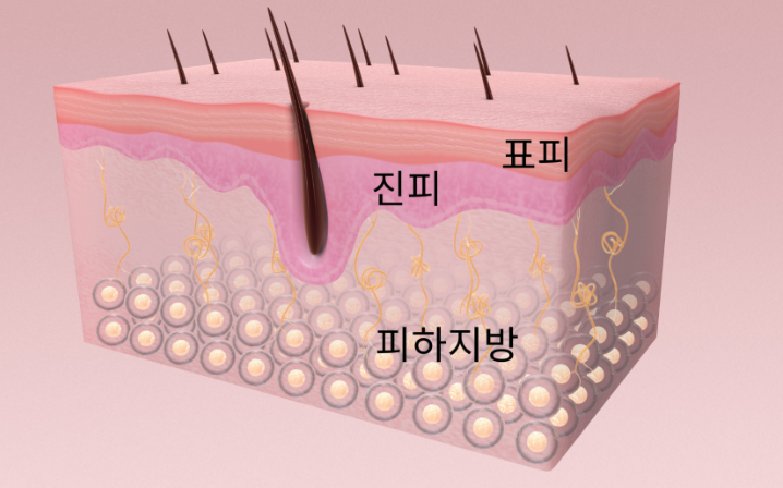 세르모 이미지