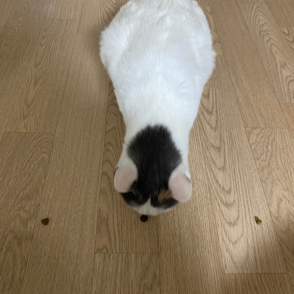 재규어헤어 이미지