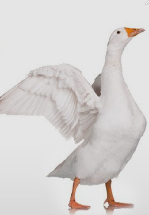 오리박사 이미지