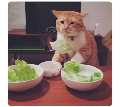 딜리 프레쉬 이미지