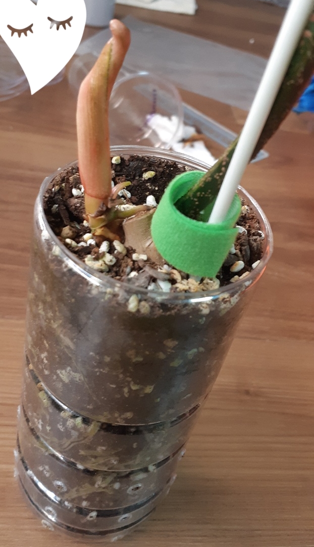 숑숑뷰티 이미지