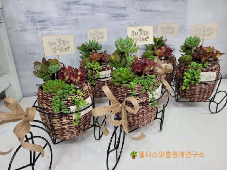 꽃길다육 이미지
