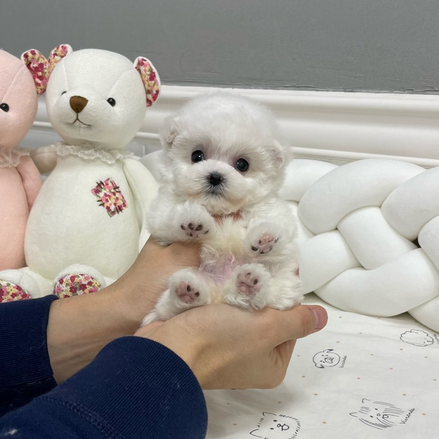 (주) 블러썸 이미지