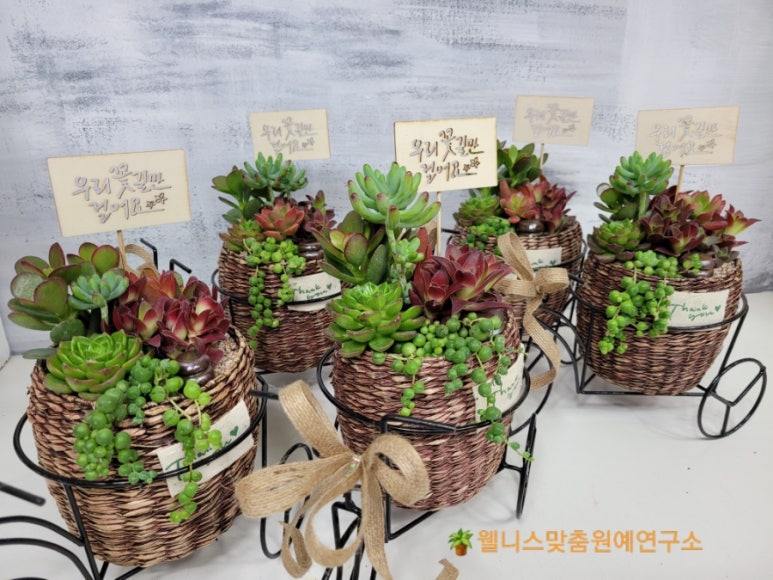 꽃길다육 이미지