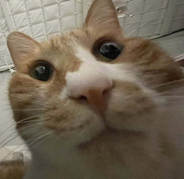 즉떡이네 이미지