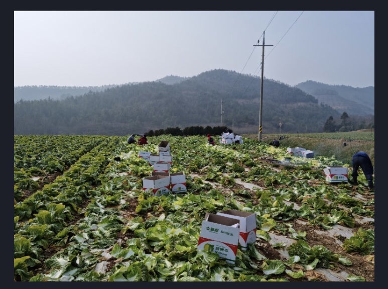참살이 농산물 이미지
