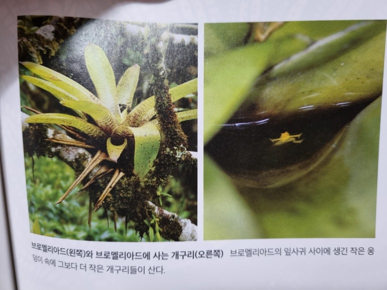 멜리아드 이미지
