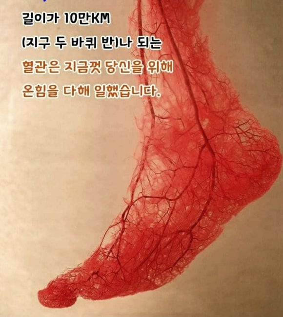 한성현콜라겐 이미지