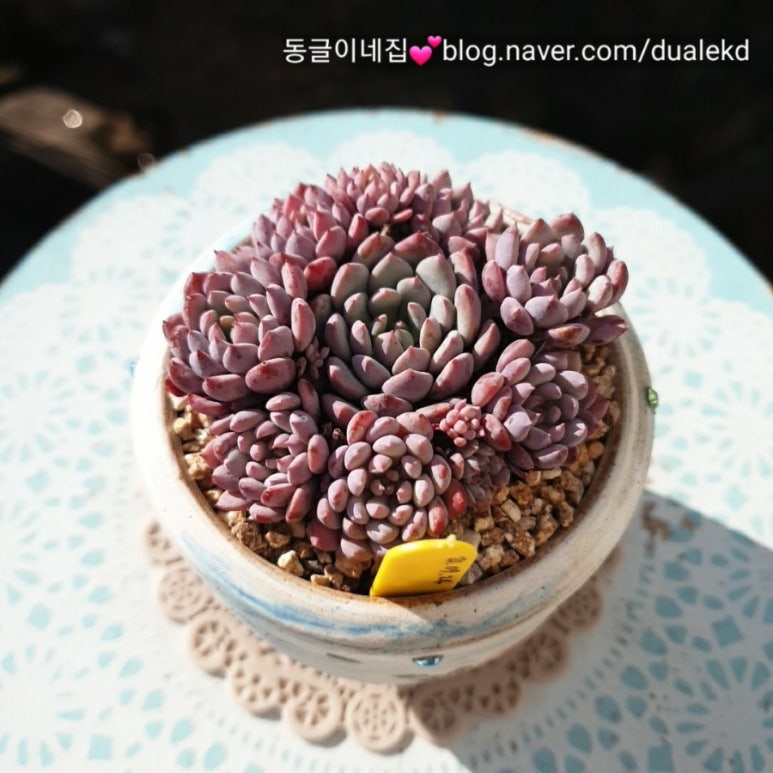 델리빈 이미지