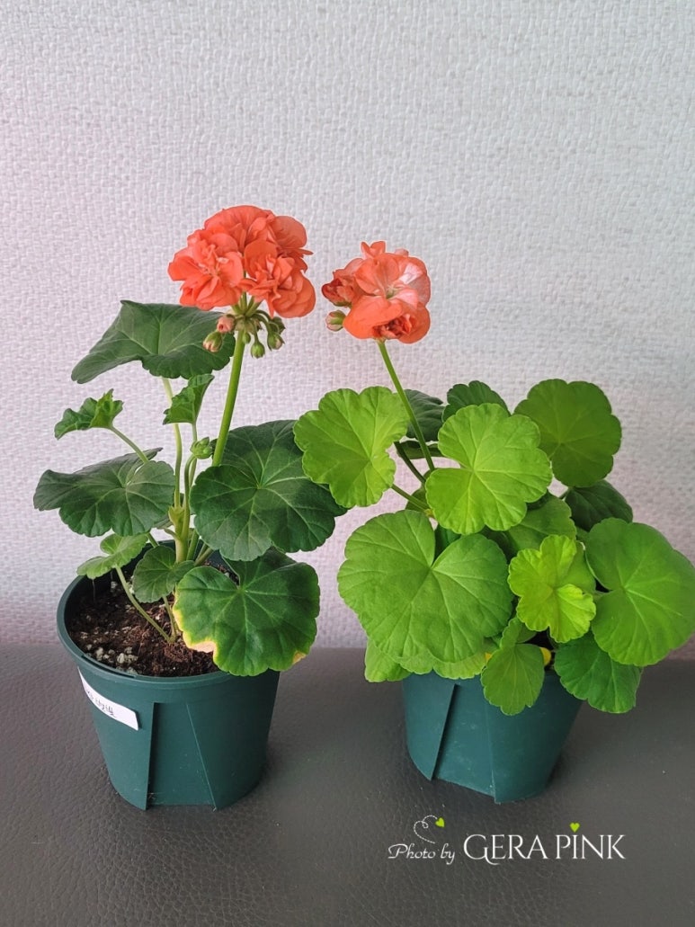 봄별 이미지