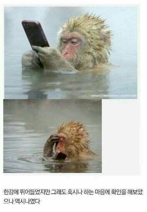 코코부코 이미지