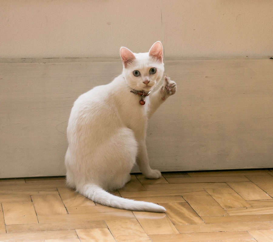 하피케이크 이미지
