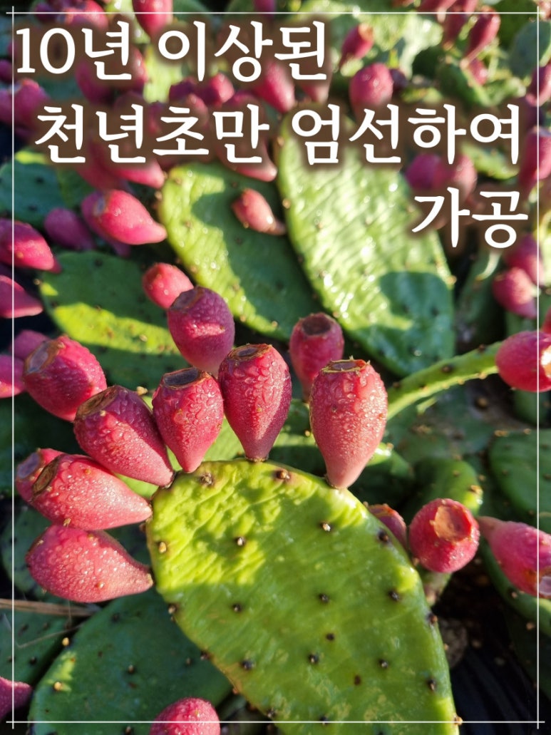 하은식품 이미지