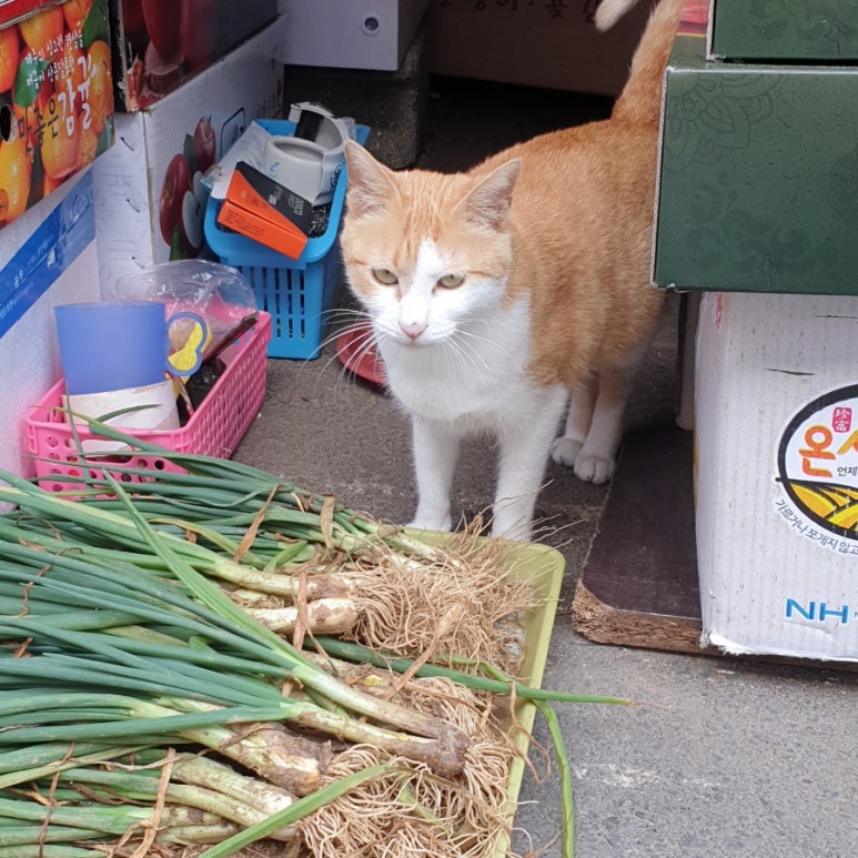 화신체육사 이미지