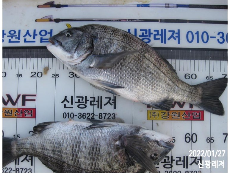오비도낚시 이미지