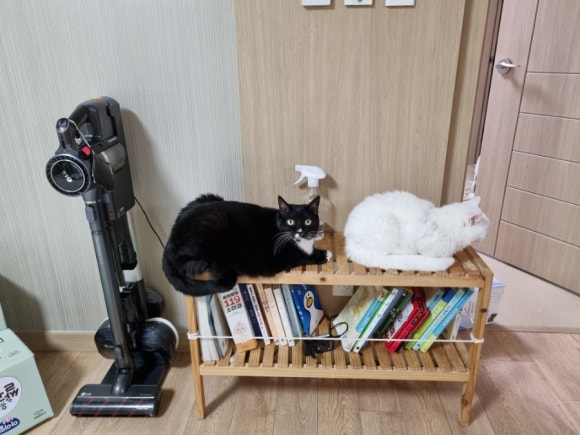 콩쟁이 이미지