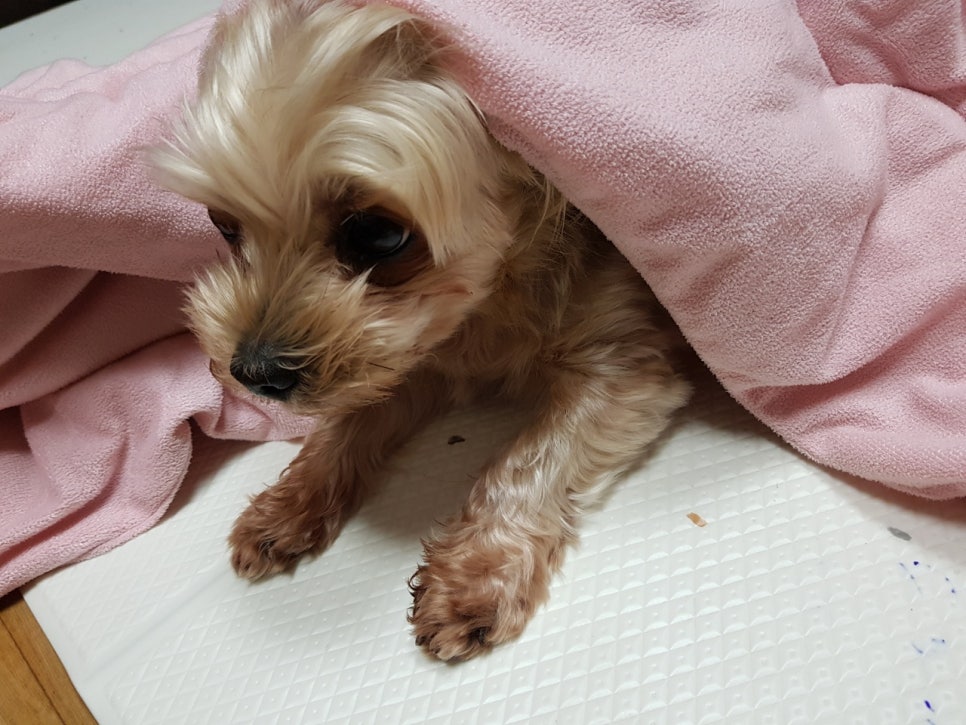 수니인테리어 이미지
