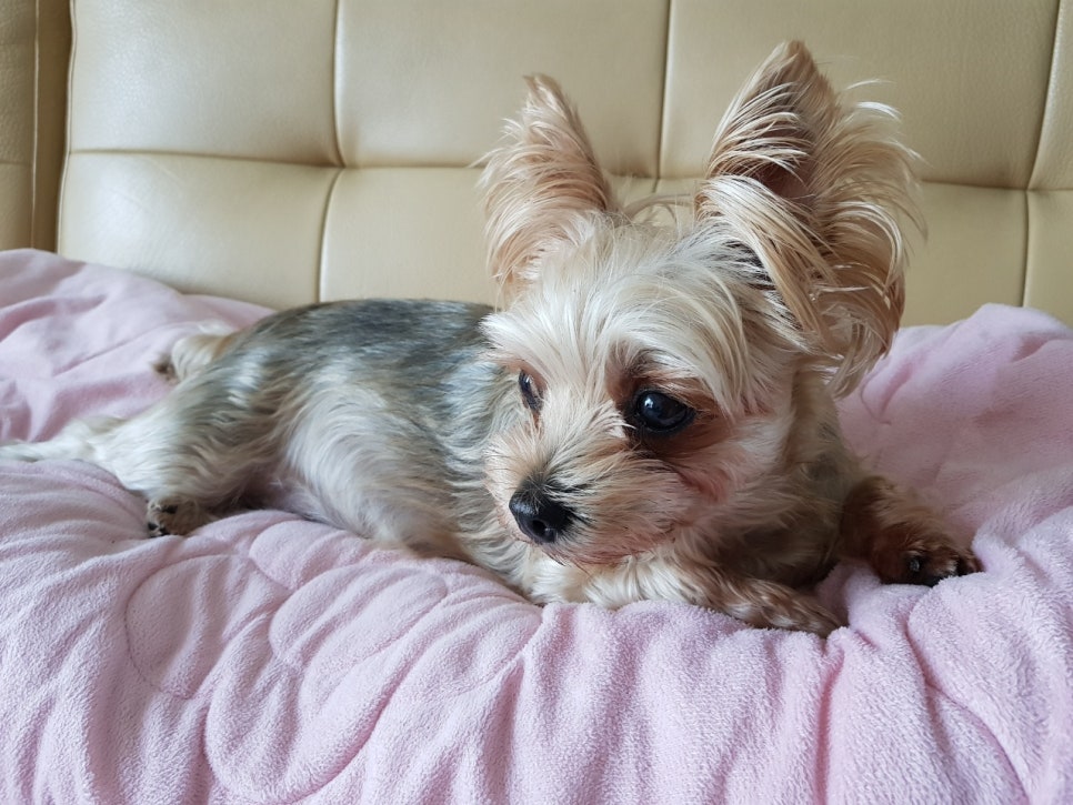 수니인테리어 이미지
