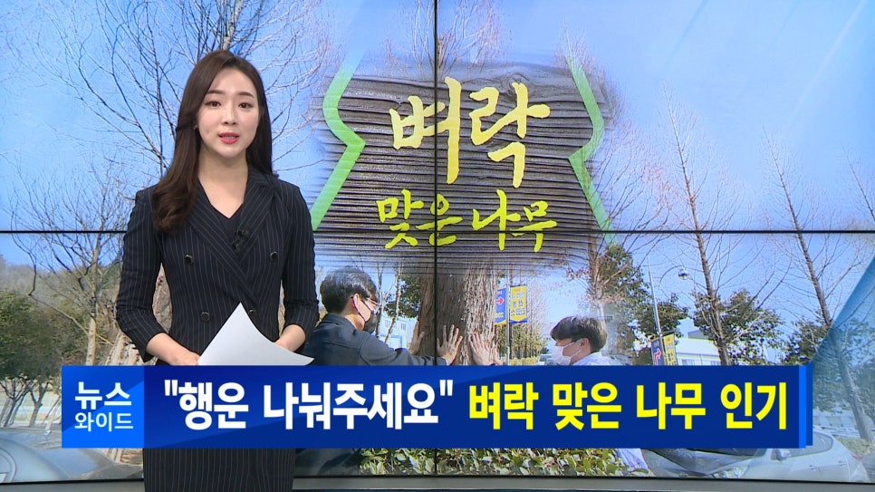 행운나무복권 이미지